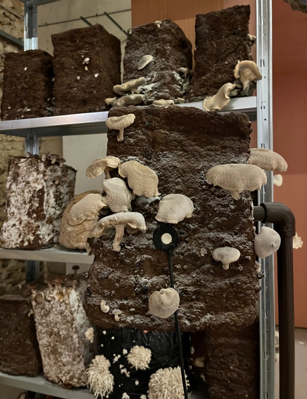 paille, terre, pierre