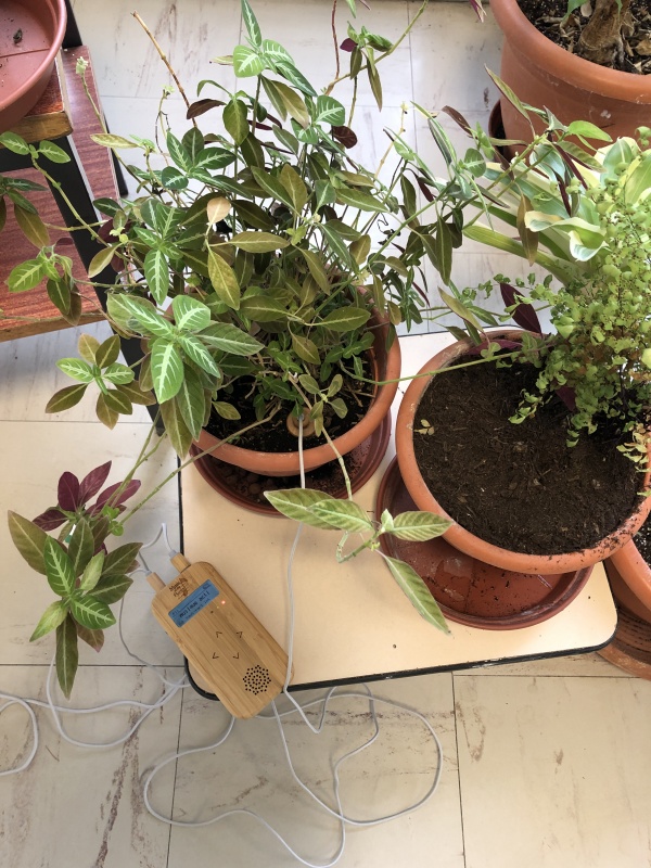 Regarder les plantes pousser, à l&#039;invitation de Patricia Cartereau