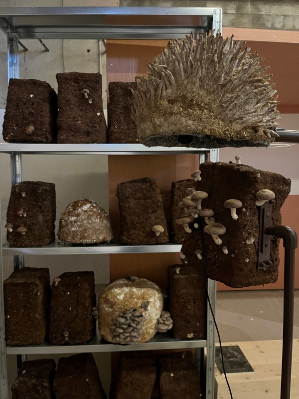 paille, terre, pierre