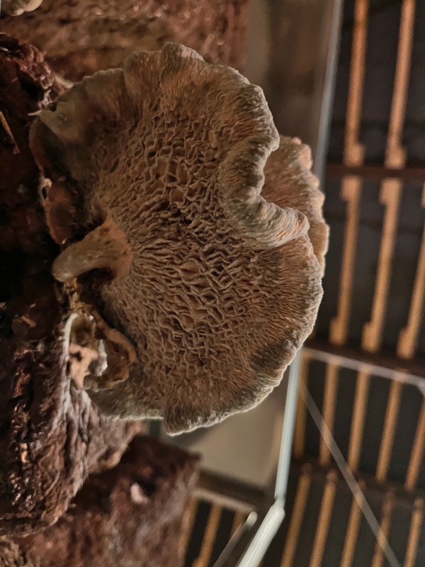 paille, terre, pierre