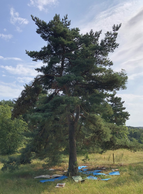 Les arbres rêvent-ils de CO2 ?