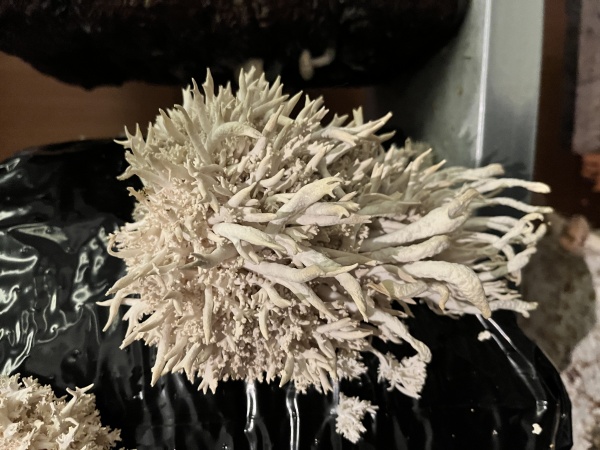 paille, terre, pierre