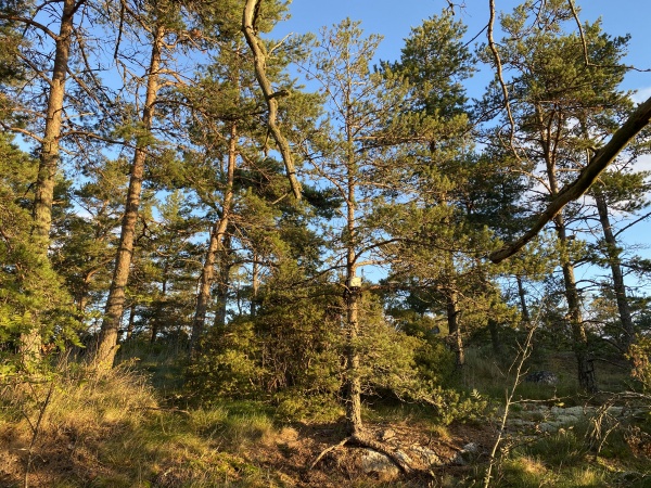 Est-ce que les arbres rêvent de C02 ?