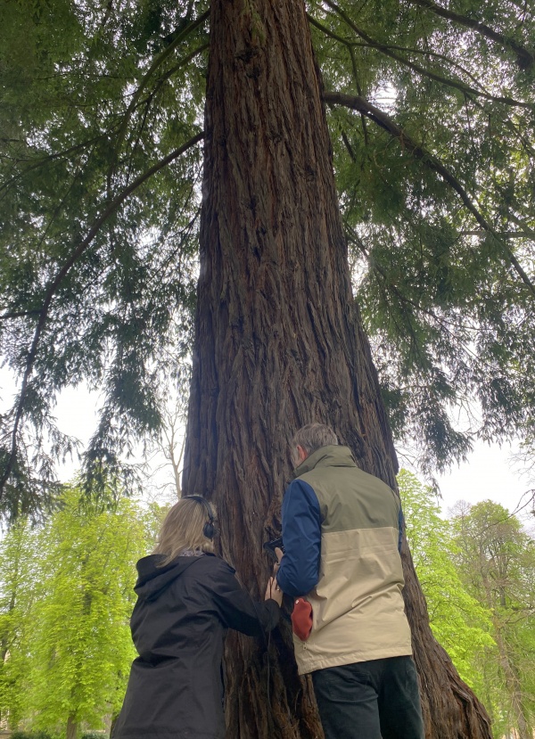 breathing with the trees