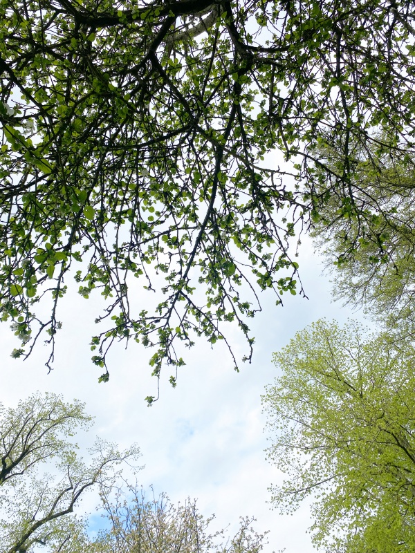 Est-ce que les arbres rêvent de CO2 ?