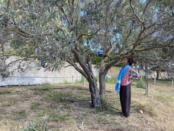 Est-ce que les arbres rêvent de CO2 ? Résidence de recherche, Tunisie