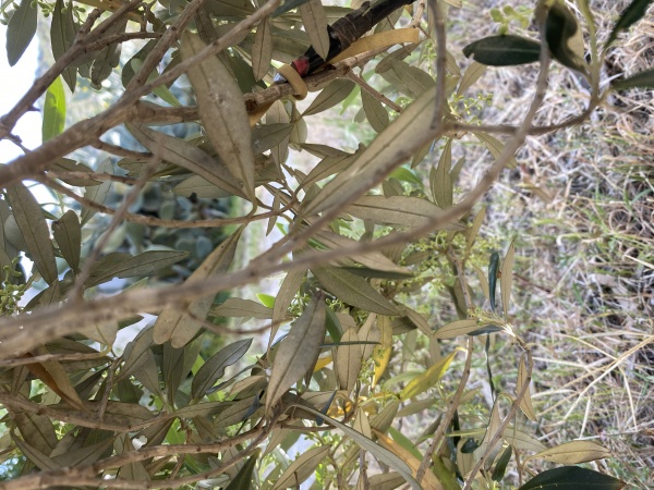 Est-ce que les arbres rêvent de CO2 ? Résidence de recherche, Tunisie