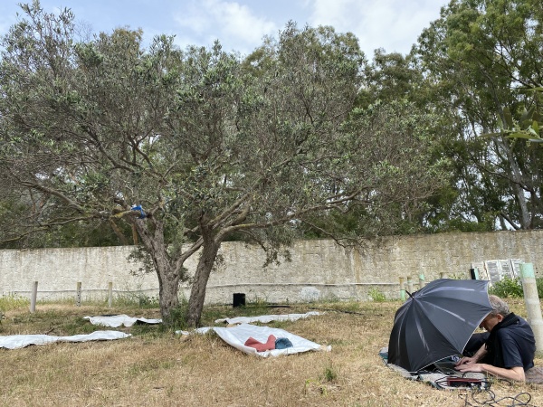 Est-ce que les arbres rêvent de CO2 ? Résidence de recherche, Tunisie