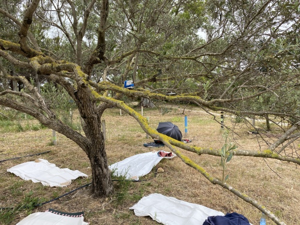 Est-ce que les arbres rêvent de CO2 ? Résidence de recherche, Tunisie