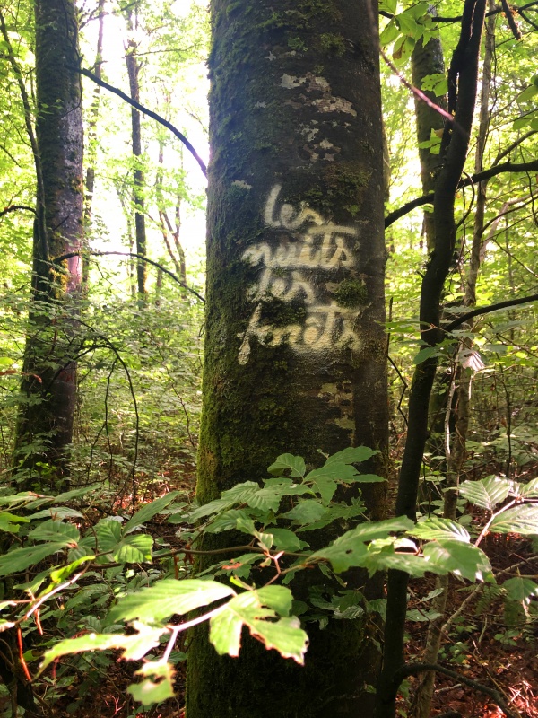 Les nuits des forêts