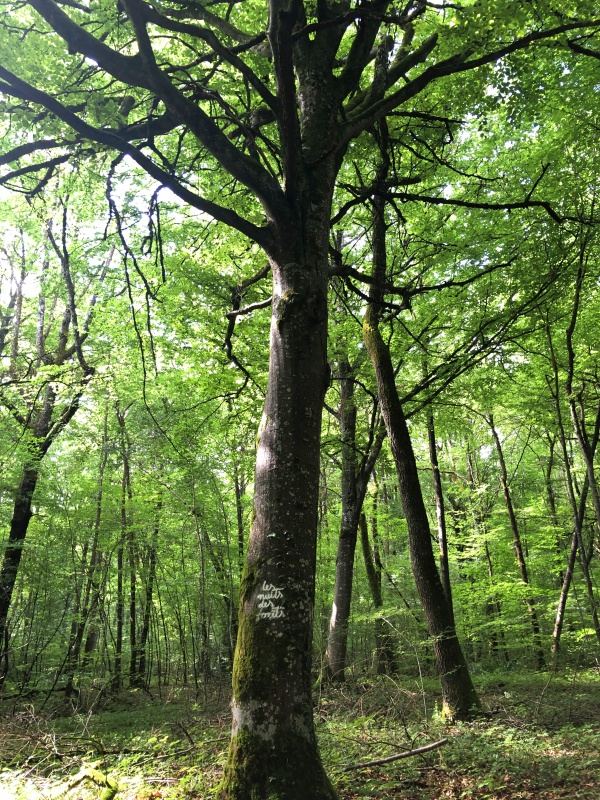 Les nuits des forêts