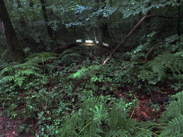 Les nuits des forêts