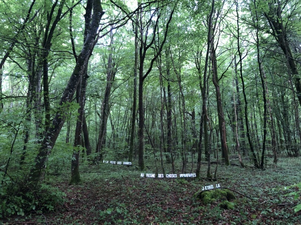 Les nuits des forêts