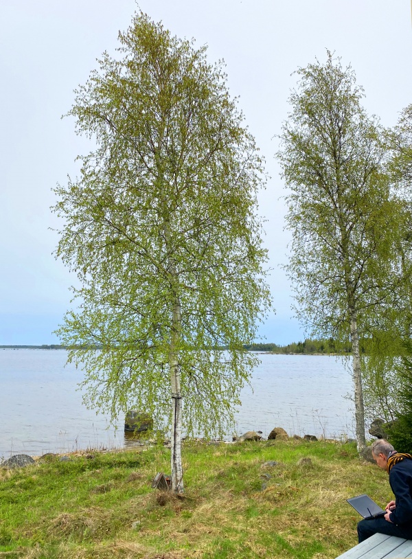 Est-ce que les arbres rêvent de C02 ?