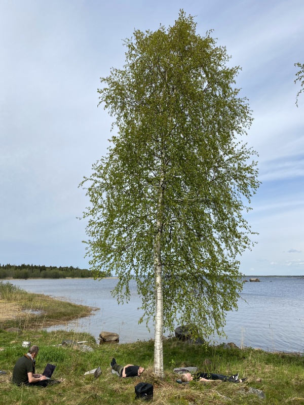 Do trees dream of CO2 ?