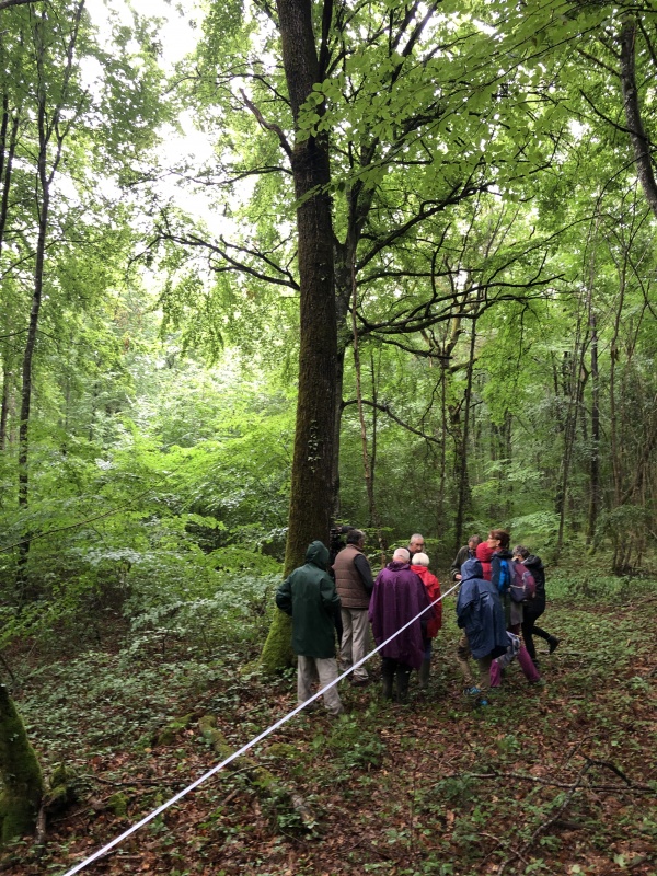 Les nuits des forêts