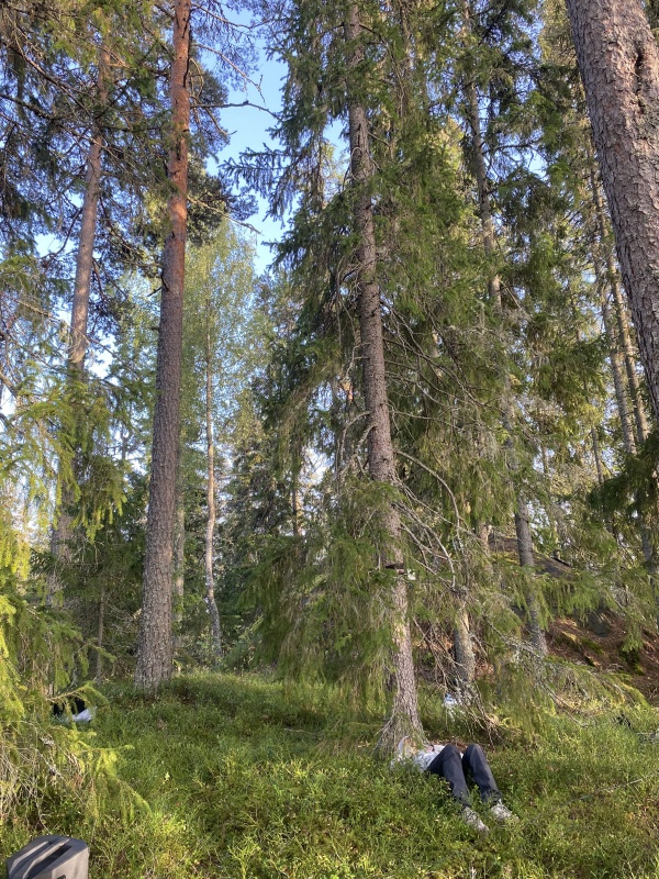 Est-ce que les arbres rêvent de C02 ?