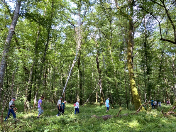 Nuits des forêts