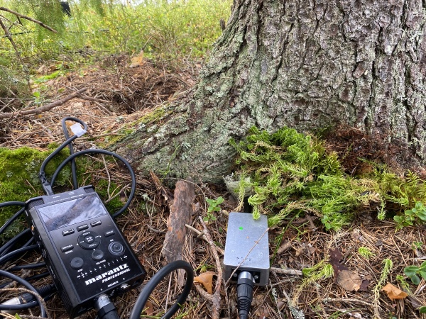 Do trees dream of CO2 ?