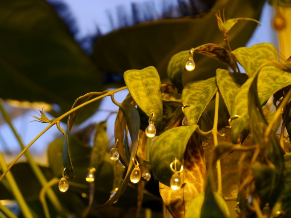 Je cherche des parfums nouveaux, des fleurs plus larges, des plaisirs inéprouvés