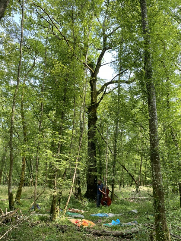 Nuits des forêts