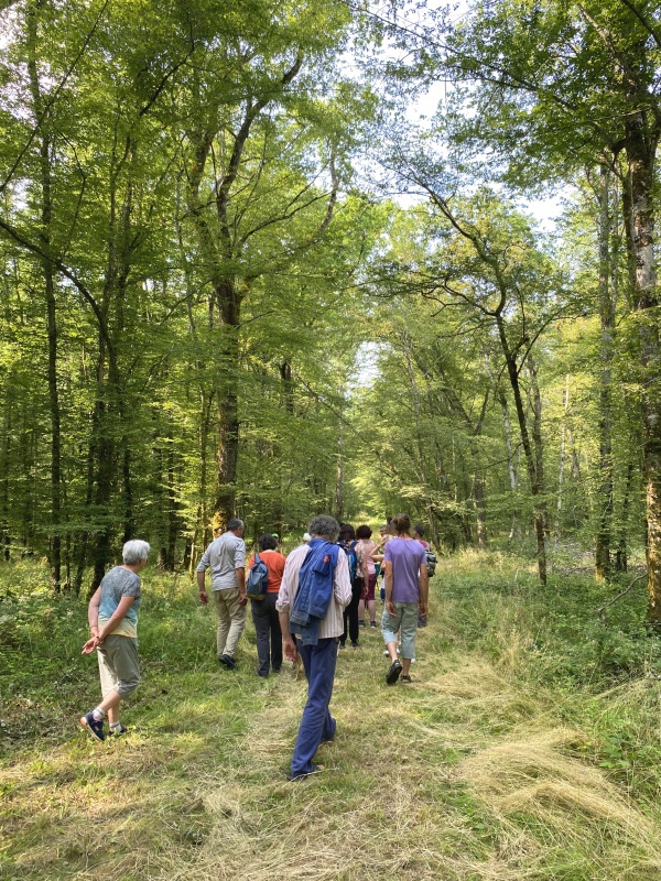 Nuits des forêts