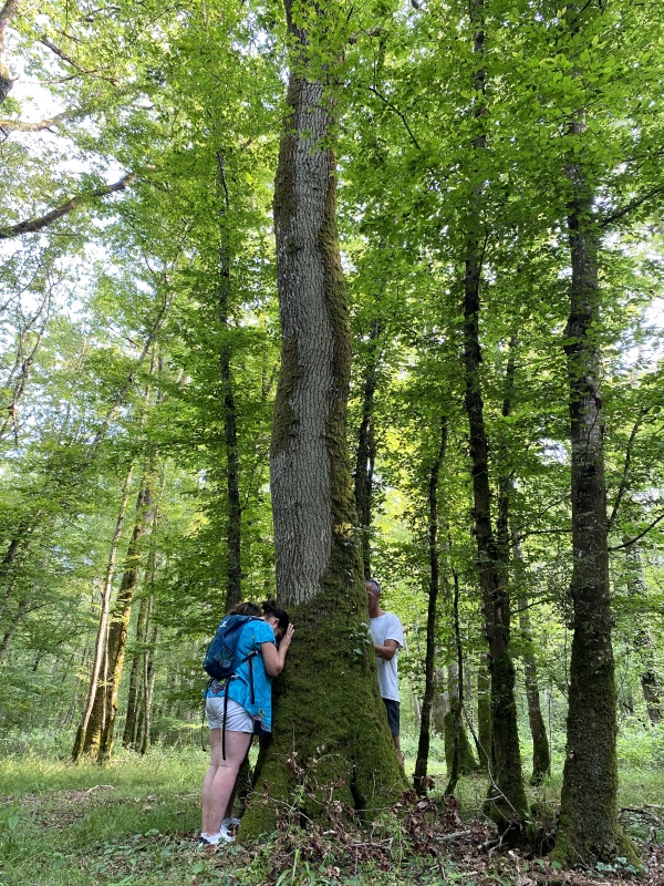 Nuits des forêts