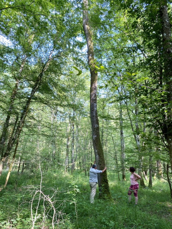 Nuits des forêts