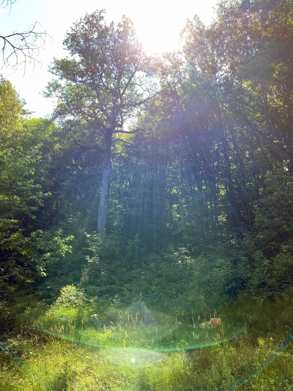 rencontres REBBEL - Nuits des forêts