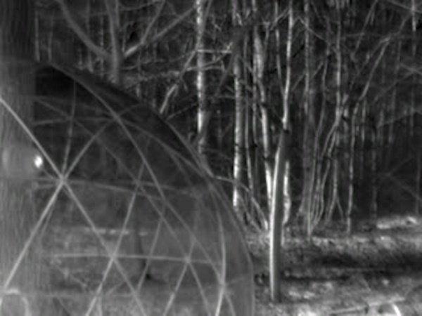 dendromacy, film and cabin, 2017