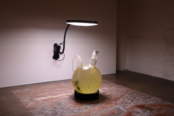 symbiots symphony, 2025