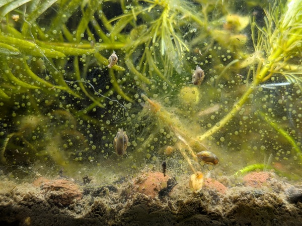 symbiots symphony, 2025