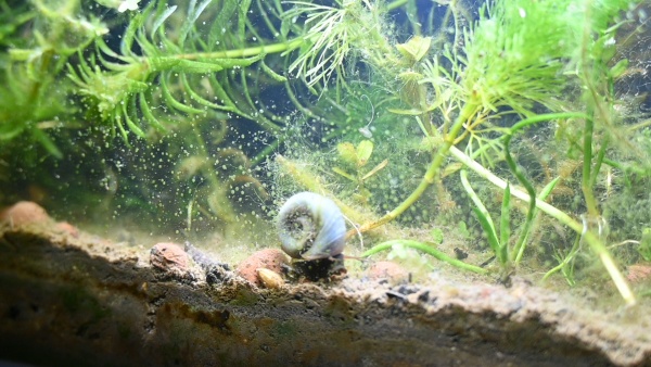 symbiots symphony, 2025