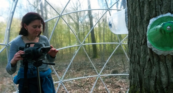 Dendromité, respirer avec l&#039;arbre