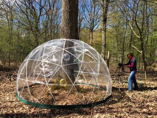 Dendromité, respirer avec l&#039;arbre