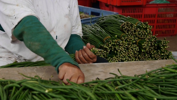 Mobile Gardens