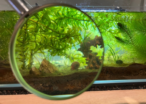 symbiots symphony, 2025