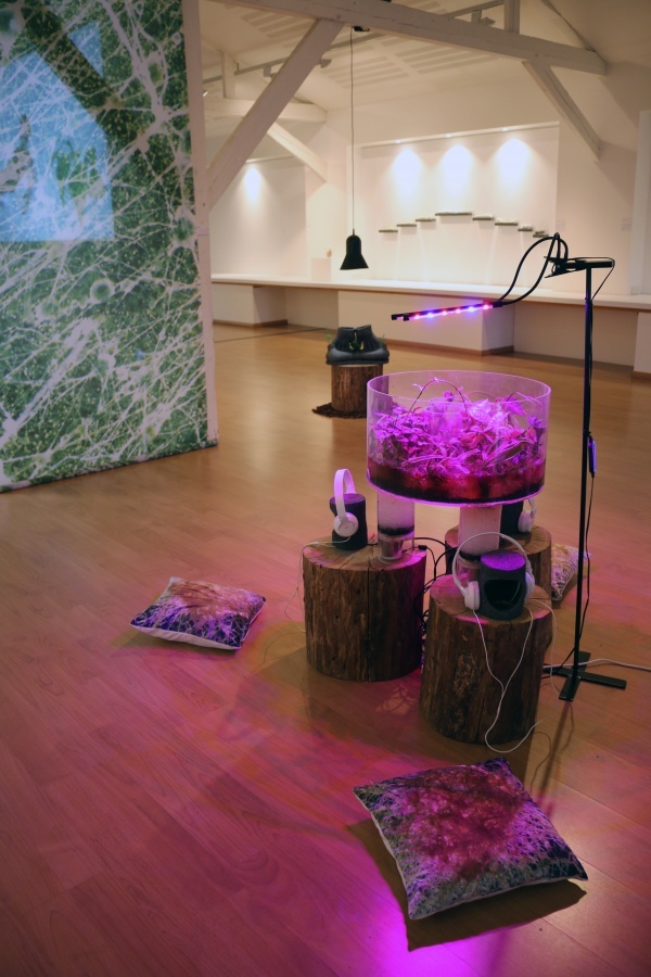 RRR, Rhizotron Roots Rock, 2019