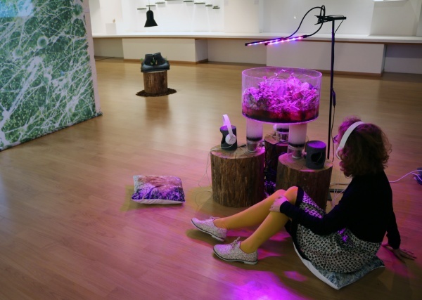 RRR, Rhizotron Roots Rock, 2019