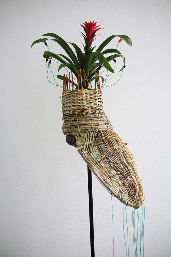 guzmania, 2019