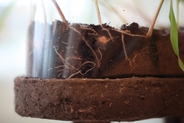 RRR, Rhizotron Roots Rock, 2019