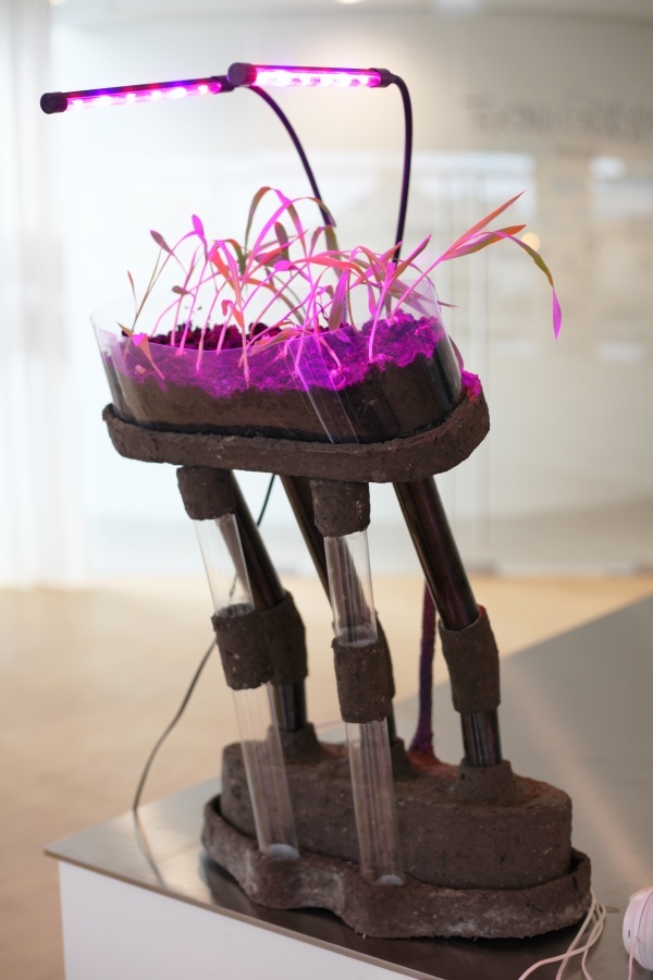 RRR, Rhizotron Roots Rock, 2019