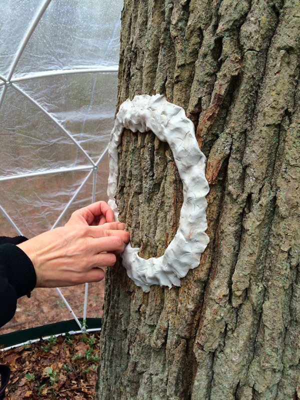 Dendromité, respirer avec l&#039;arbre