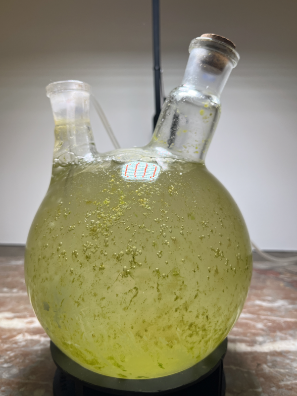 symbiots symphony, 2025