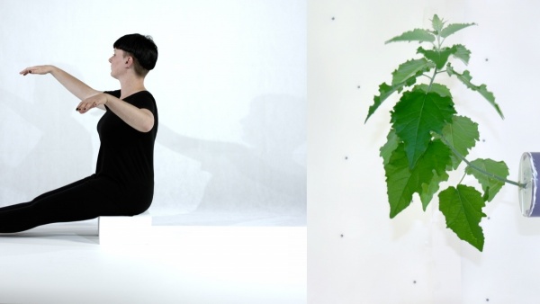 vertimus, 2019