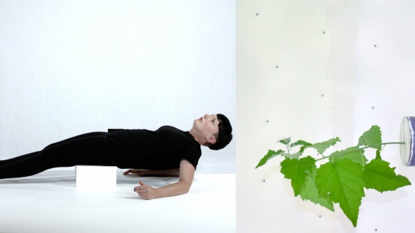 vertimus, 2019