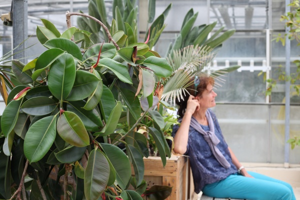 botanical portraits, since 2015