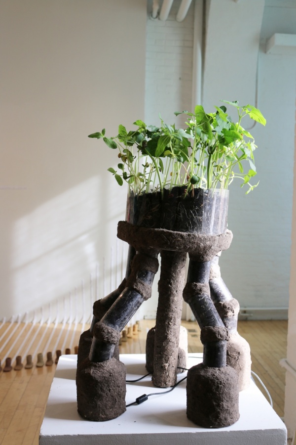 RRR, Rhizotron Roots Rock, 2019