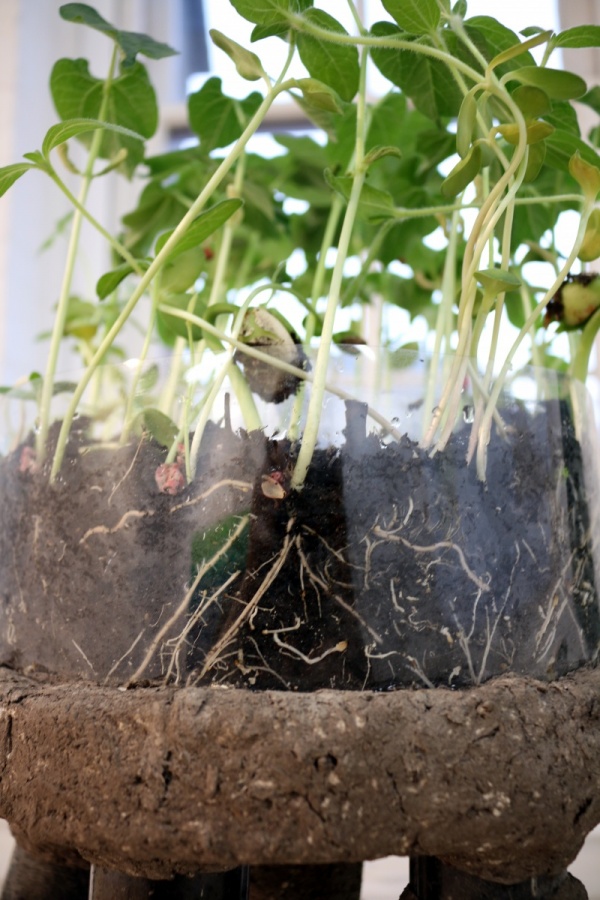 RRR, Rhizotron Roots Rock, 2019