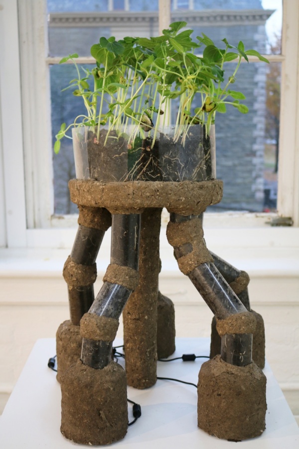 RRR, Rhizotron Roots Rock, 2019
